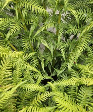 Alternative view of Dicksonia Antarctica - Diksonia antarktyczna