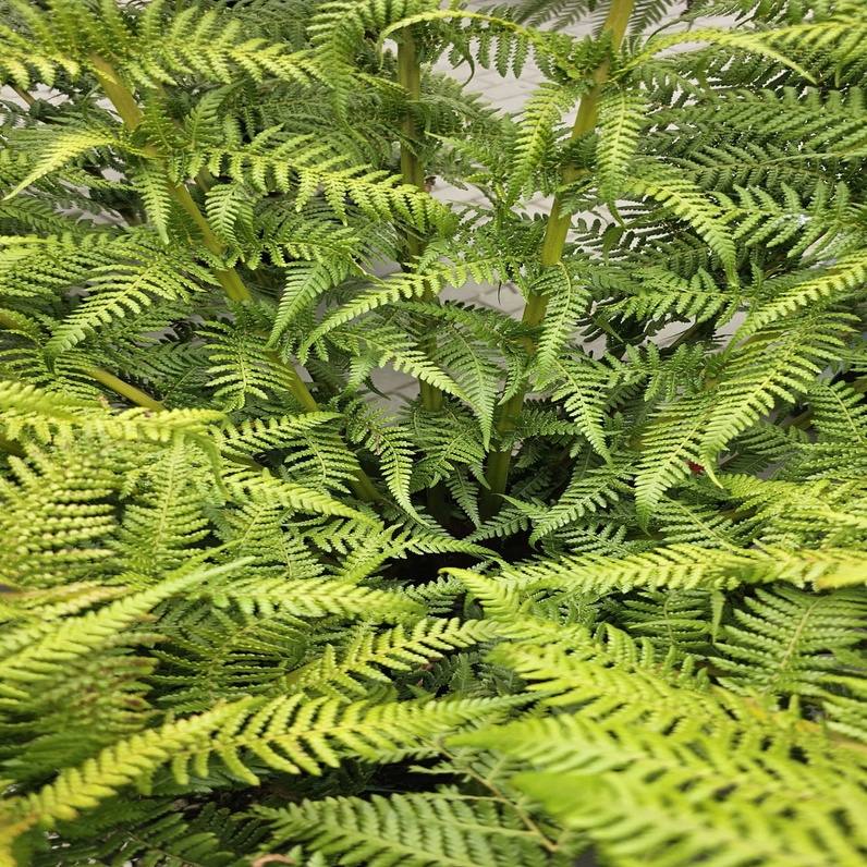 Sklep roslinyabramczuk.pl