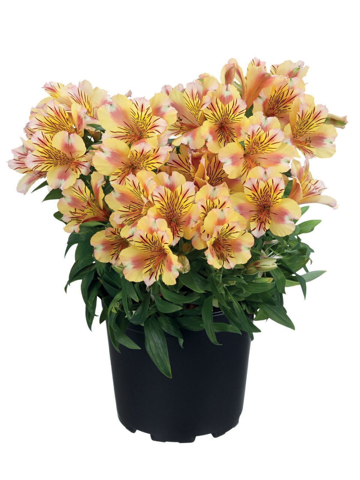 Alstroemeria aurosa - Alstremeria złocista Sara Wysyłka od 20.04.26