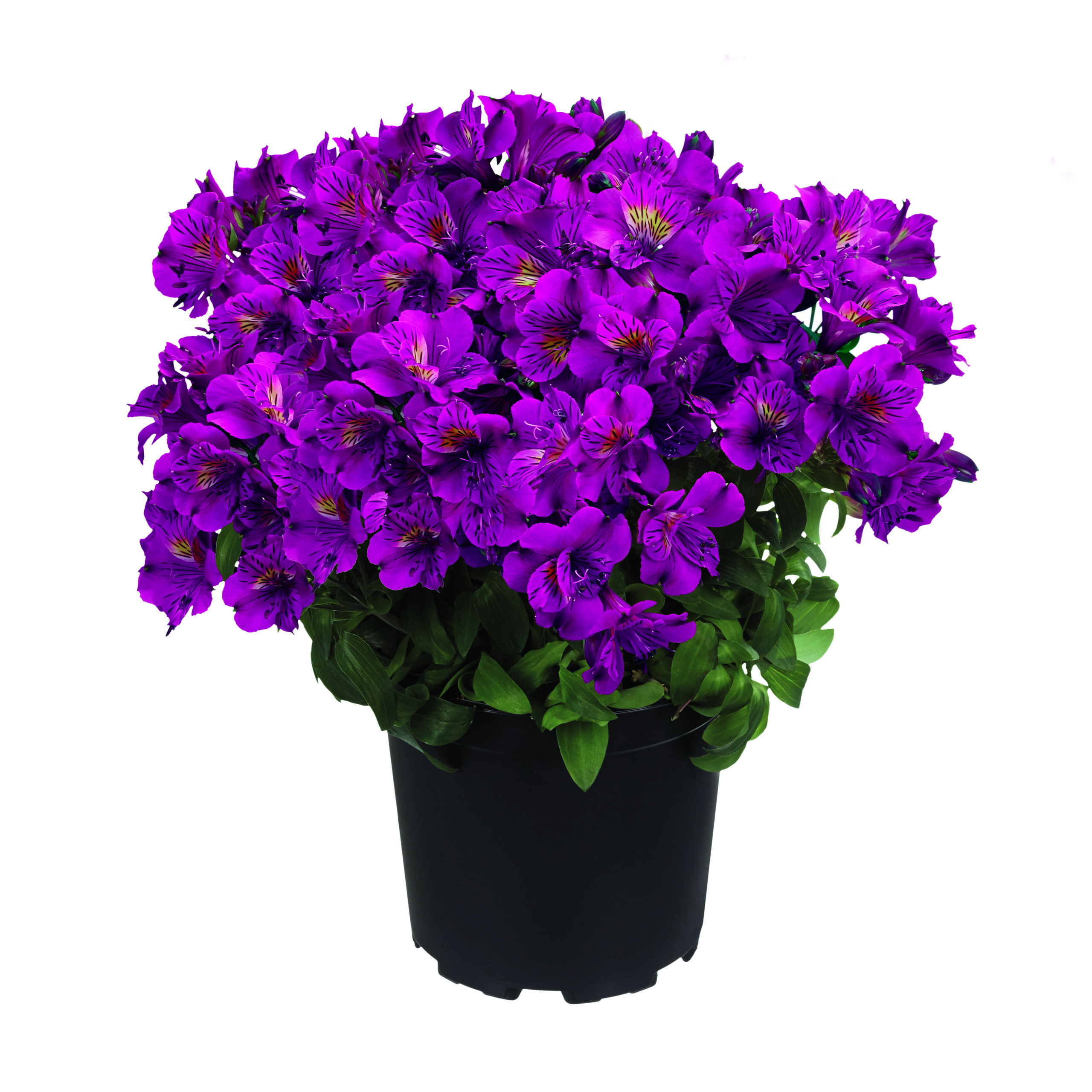 Alstroemeria aurosa - Alstremeria złocista Tamara Wysyłka od 20.04.26