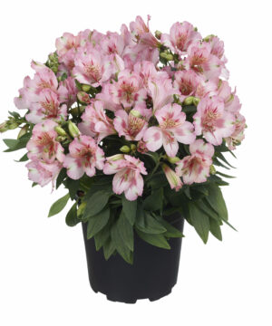 Alstroemeria aurosa - Alstremeria złocista Theresa Wysyłka od 20.04.26
