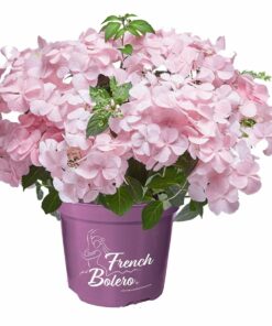 Alternative view of Hydrangea hybrid - Hortensja hybrydowa French Bolero Pink