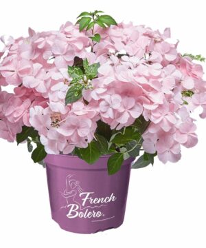 Alternative view of Hydrangea hybrid - Hortensja hybrydowa French Bolero Pink