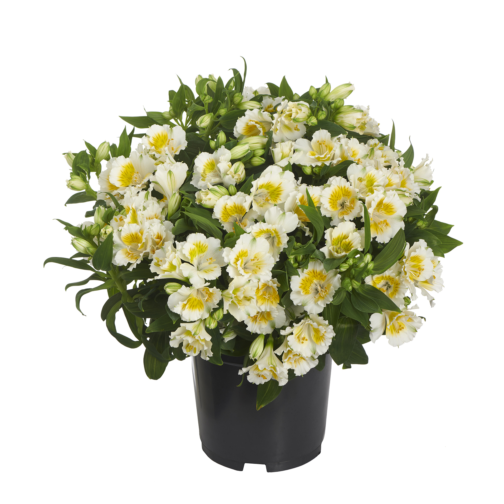 Alstroemeria aurosa - Alstremeria złocista Yentl Wysyłka od 20.04.26