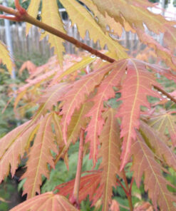 Acer pseudosieboldianum  - Klon ussuryjski Arctic Jade