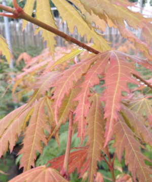 Acer pseudosieboldianum  - Klon ussuryjski Arctic Jade