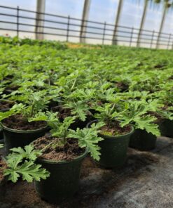 Alternative view of Pelargonium species - Pelargonia pachnąca Anginka/ Geranium/ Anginka/ Anginowiec/ Ruzyndla