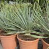 Yucca Rostrata - Jukka Rostrata
