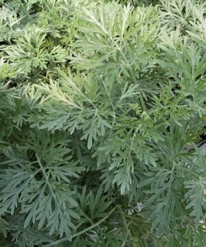 Alternative view of Artemisia - Bylica Powis Castle
