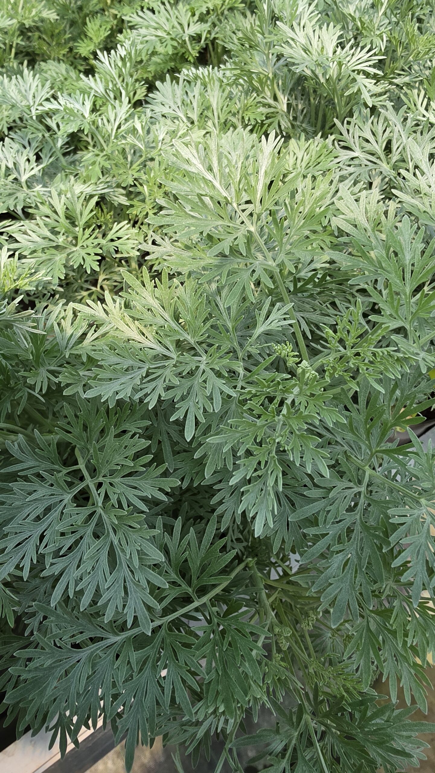 Artemisia - Bylica Powis Castle - obrazek 2