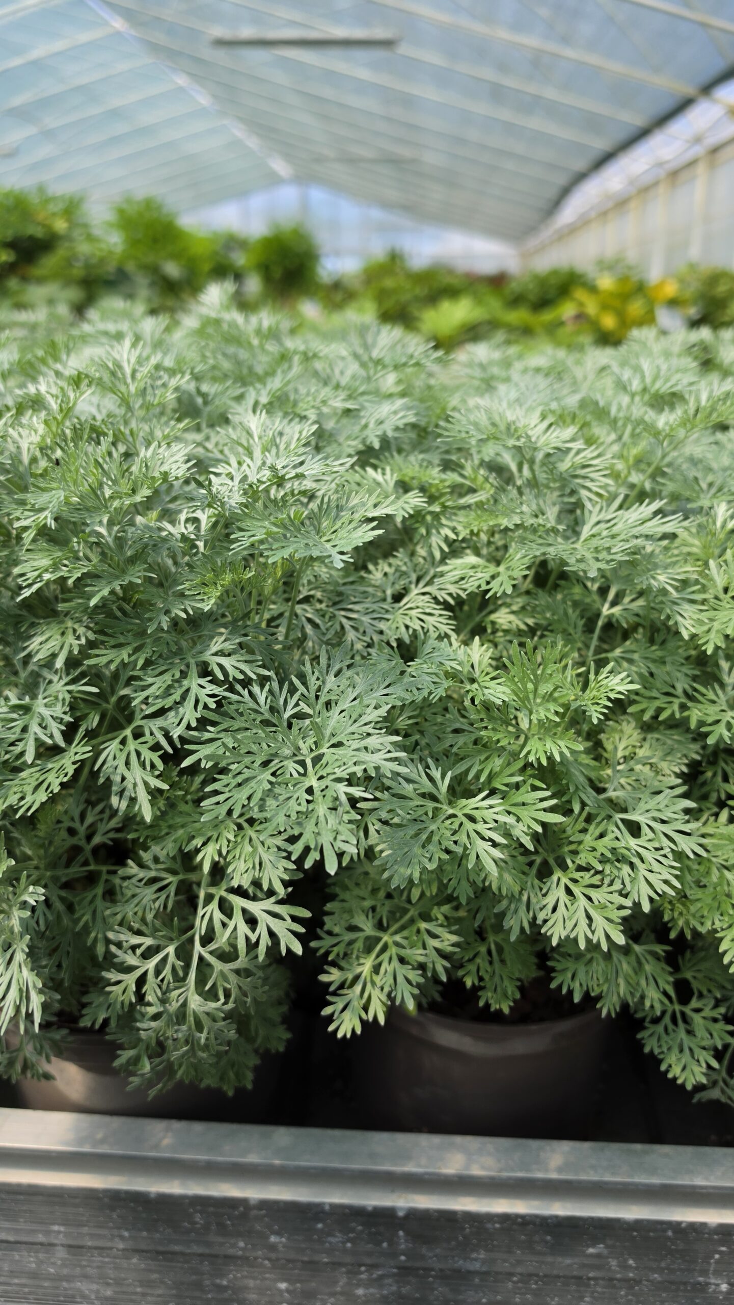 Artemisia - Bylica Powis Castle - obrazek 3