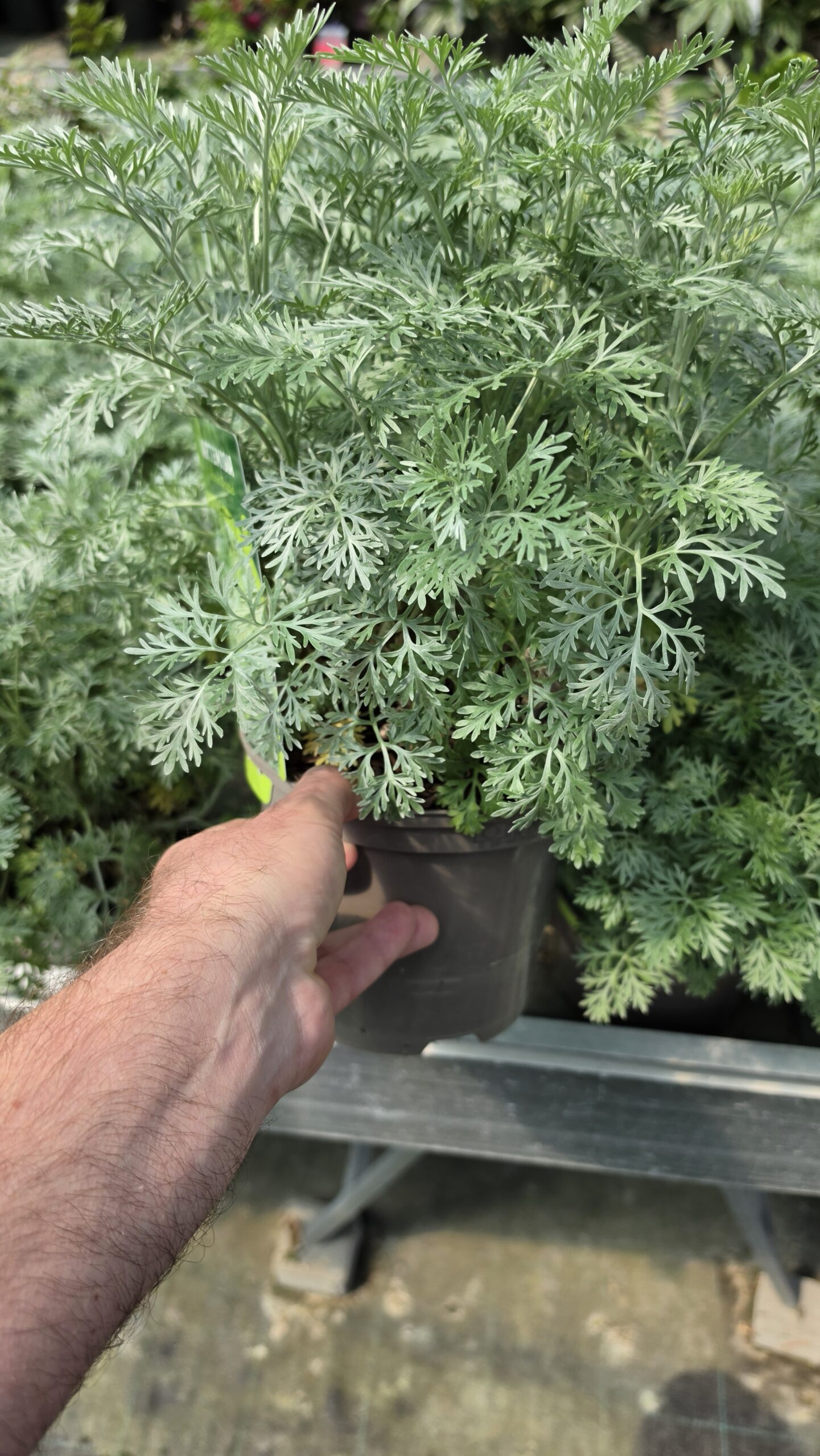 Artemisia - Bylica Powis Castle - obrazek 4