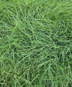 Alternative view of Agrostis - Mietlica Green Twist