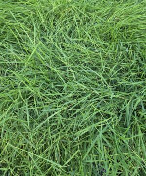 Alternative view of Agrostis - Mietlica Green Twist