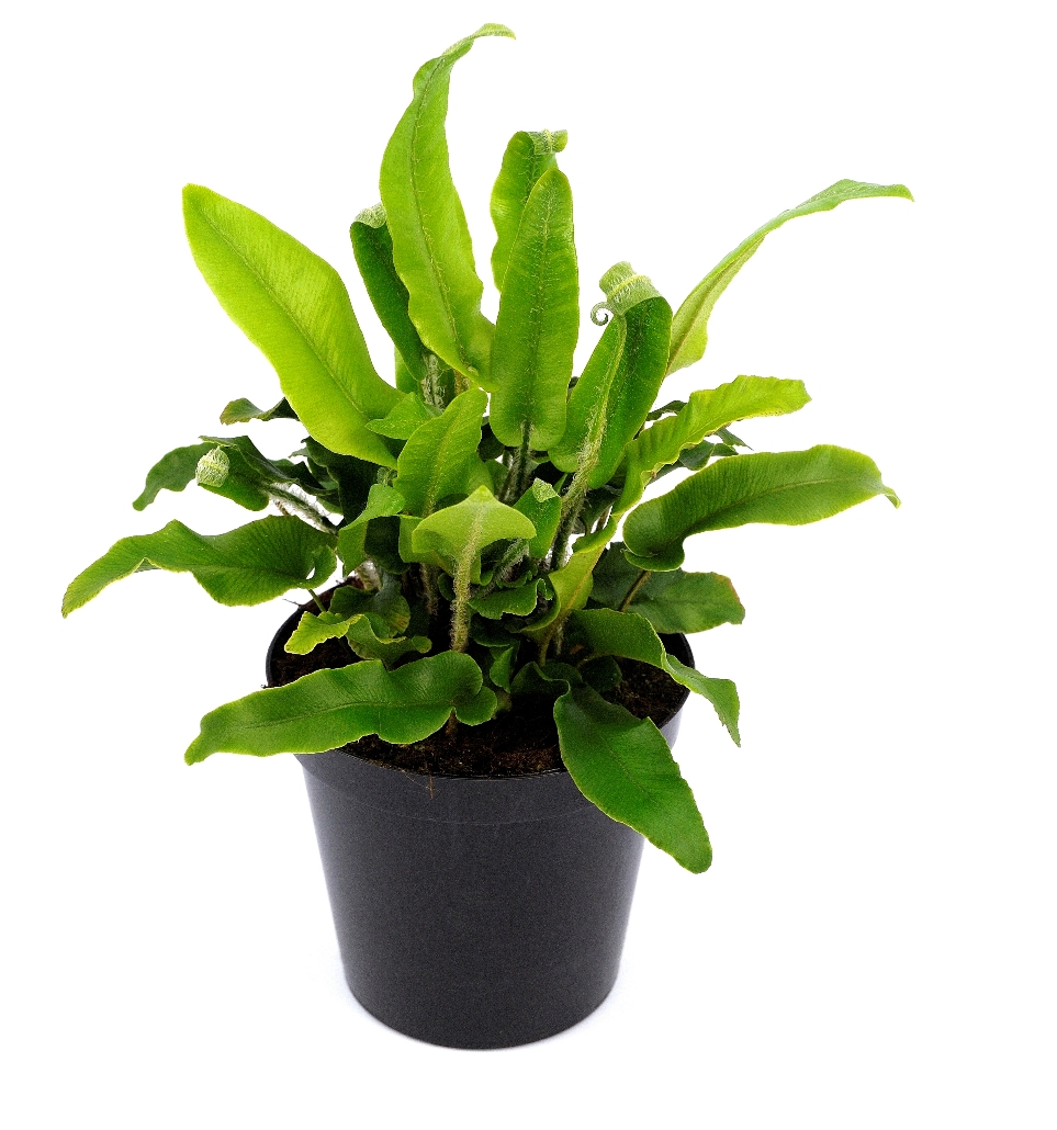 Asplenium scolopendrium - Języcznik zwyczajny - obrazek 3