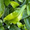 Asplenium scolopendrium - Języcznik zwyczajny