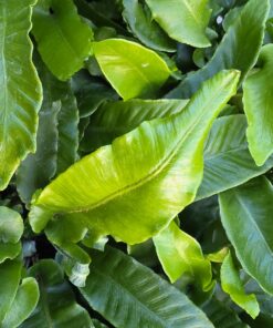 Asplenium scolopendrium - Języcznik zwyczajny