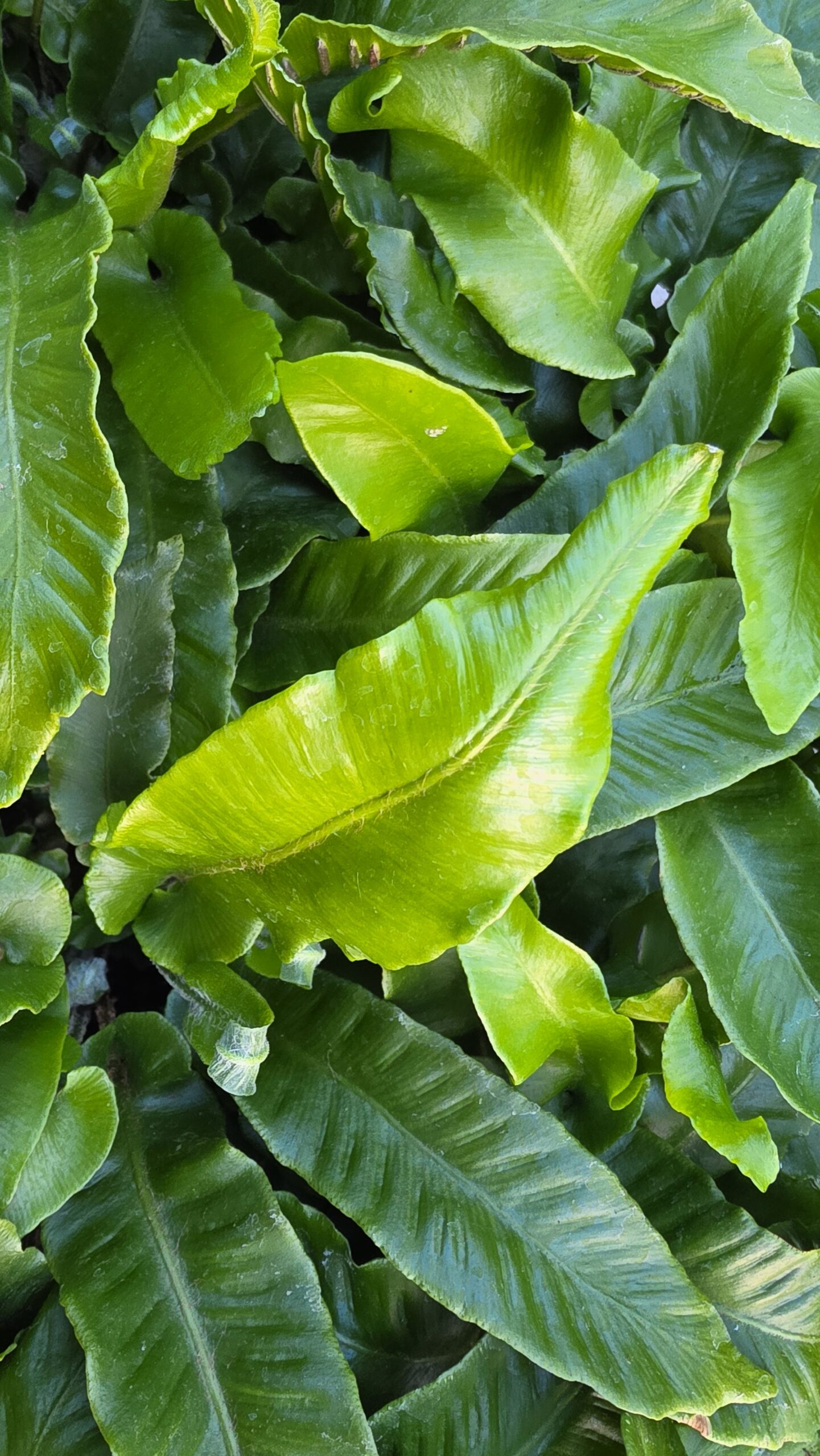 Asplenium scolopendrium - Języcznik zwyczajny