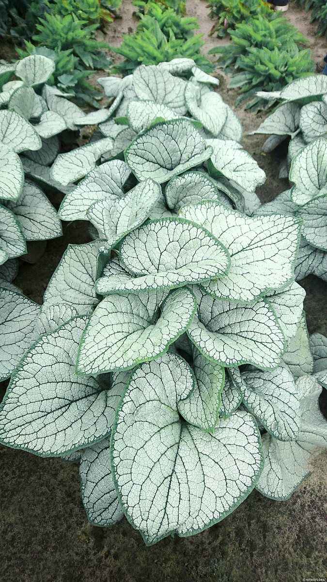 Brunnera macrophylla - Brunera wielkolistna Silver Heart - obrazek 3