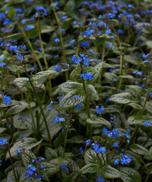 Alternative view of Brunnera macrophylla - Brunera wielkolistna Silver Heart