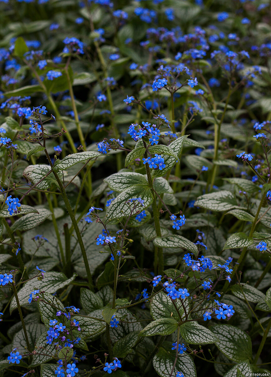 Brunnera macrophylla - Brunera wielkolistna Silver Heart - obrazek 2