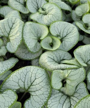 Brunnera macrophylla - Brunera wielkolistna Silver Heart
