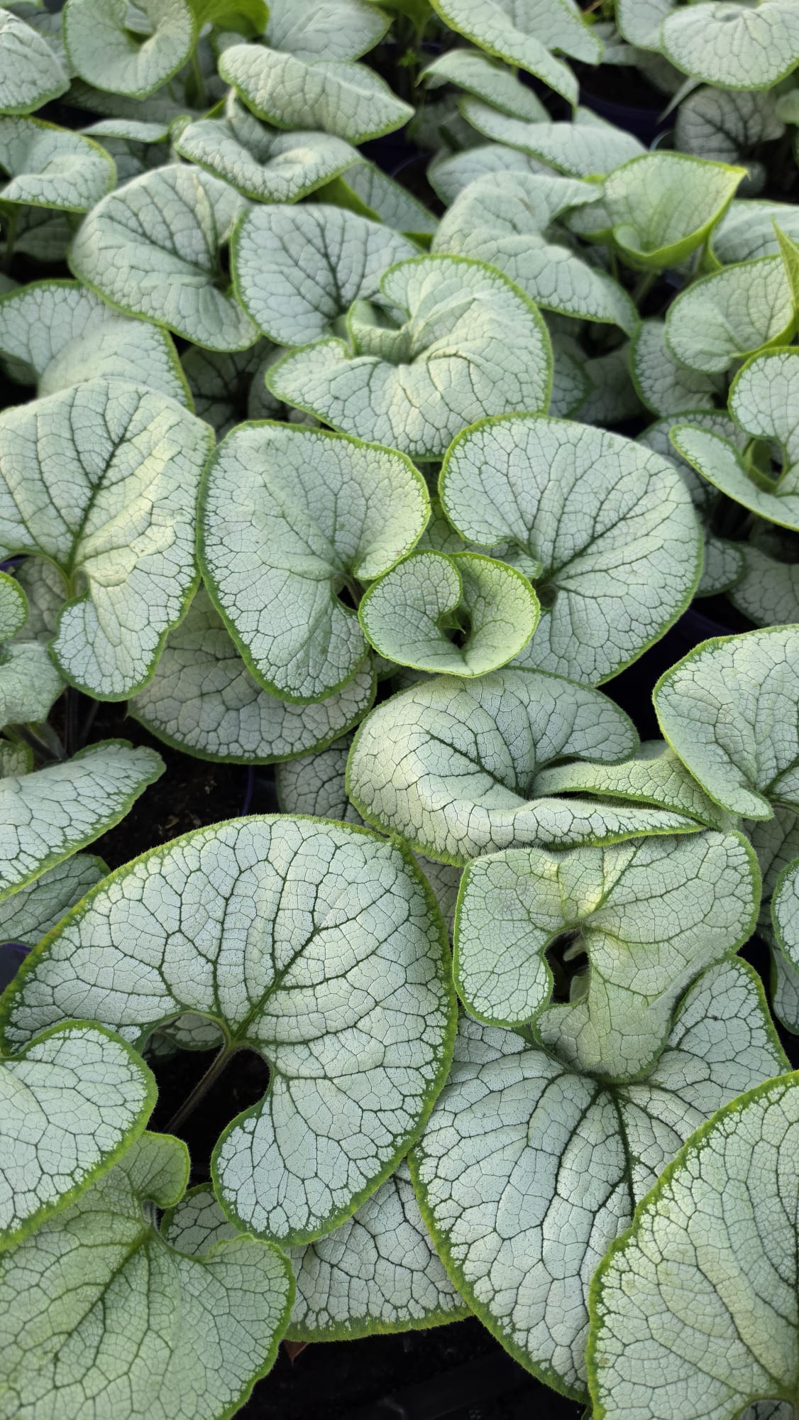 Brunnera macrophylla - Brunera wielkolistna Silver Heart
