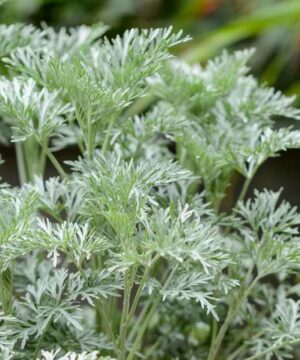 Artemisia - Bylica Powis Castle