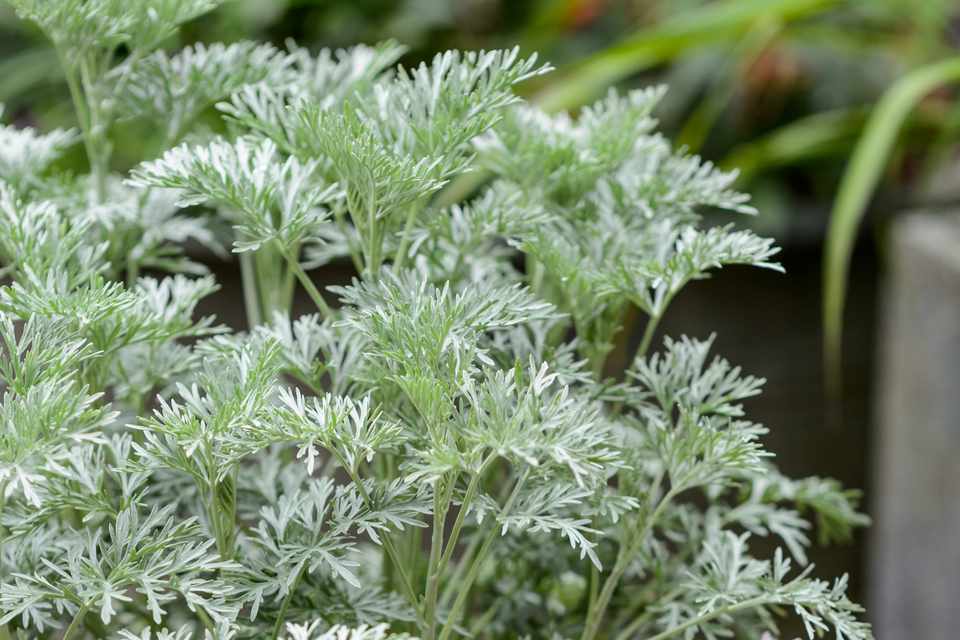 Artemisia - Bylica Powis Castle