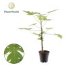 Carica papaya - Melonowiec właściwy "Papaja"