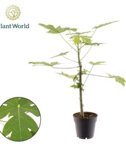 Carica papaya - Melonowiec właściwy "Papaja"