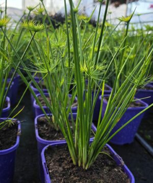 Alternative view of Cyperus prolifer - Papirus karłowaty Cedric