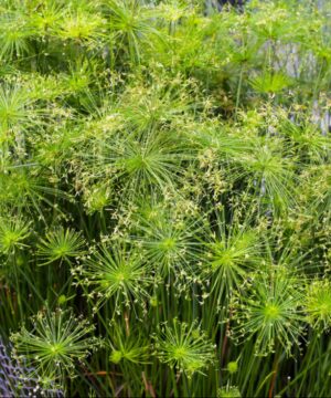Cyperus prolifer - Papirus karłowaty Cedric