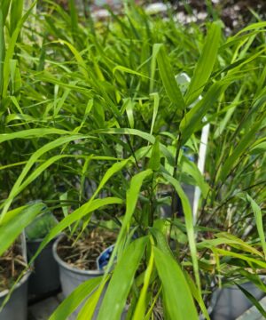 Alternative view of Hakonechloa macra - Hakonechloa smukła