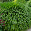 Hakonechloa macra - Hakonechloa smukła