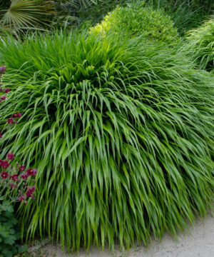 Hakonechloa macra - Hakonechloa smukła