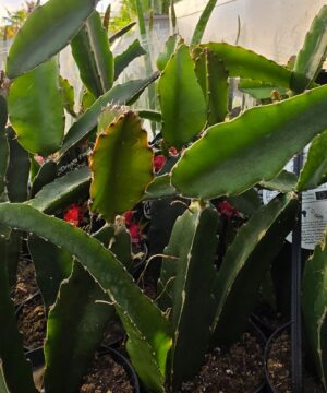 Alternative view of Hylocereus Undatus - Smoczy Owoc