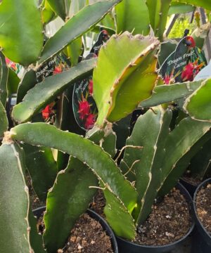 Hylocereus Undatus - Smoczy Owoc