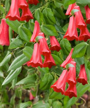 Lapageria rosea - Plątawa różowa