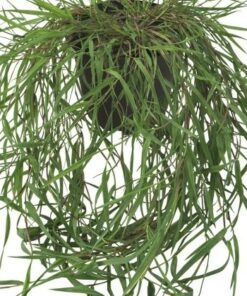Agrostis - Mietlica Green Twist