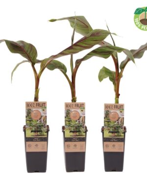 Musa sikkimensis- Bananowiec Ever Red 50-70 cm