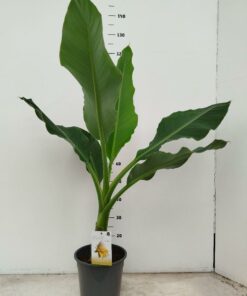 Musella lasiocarpa - Bananek chiński 40-50 cm