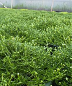 Sagina subulata - Karmnik ościsty Green Moss