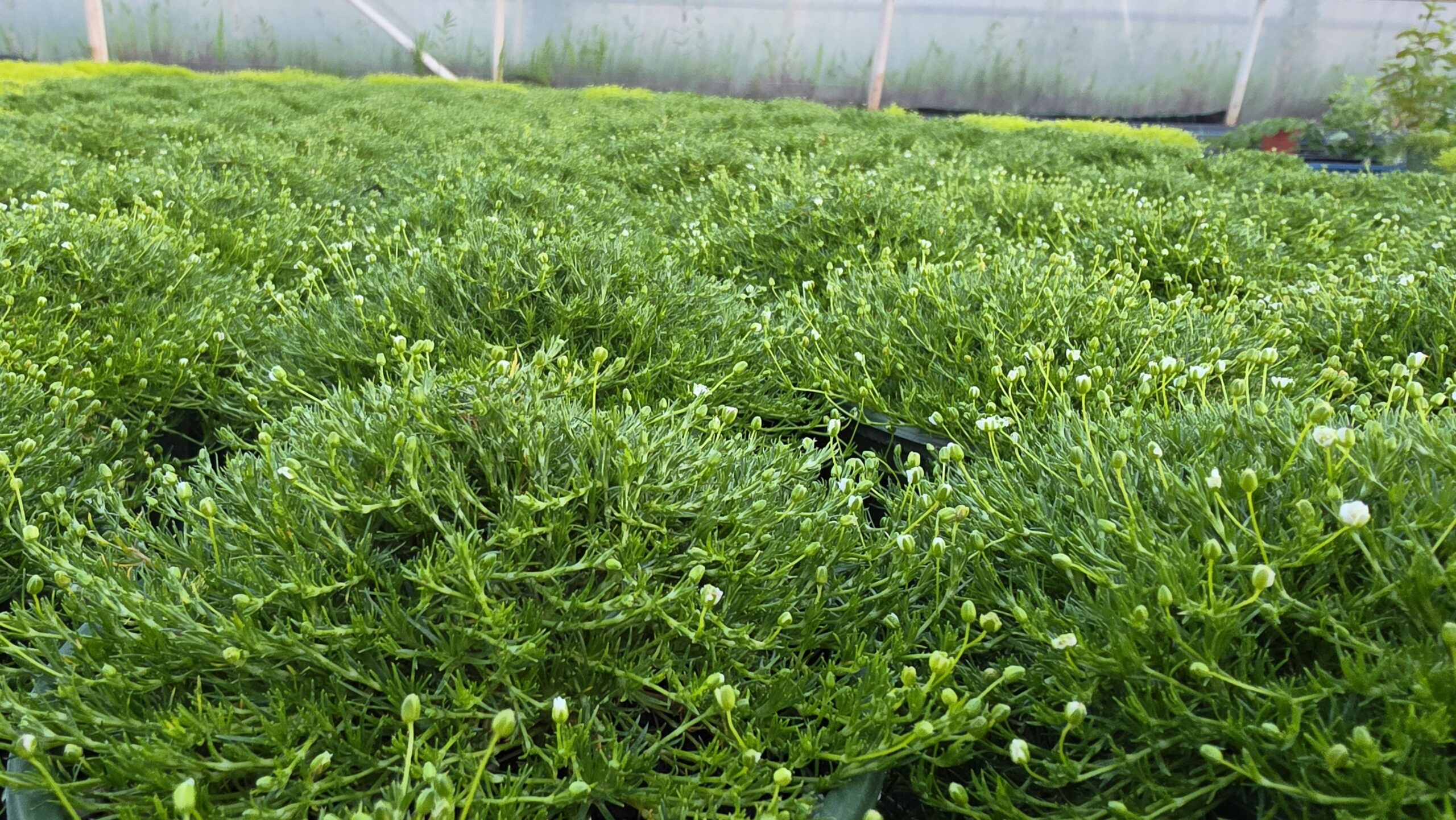 Sagina subulata - Karmnik ościsty Green Moss