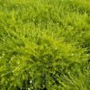 Sagina subulata - Karmnik ościsty Lime Moss