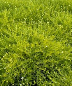 Sagina subulata - Karmnik ościsty Lime Moss