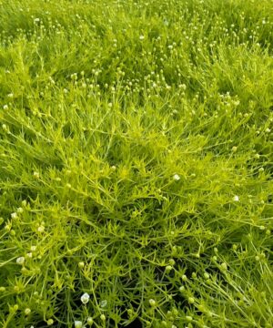 Sagina subulata - Karmnik ościsty Lime Moss