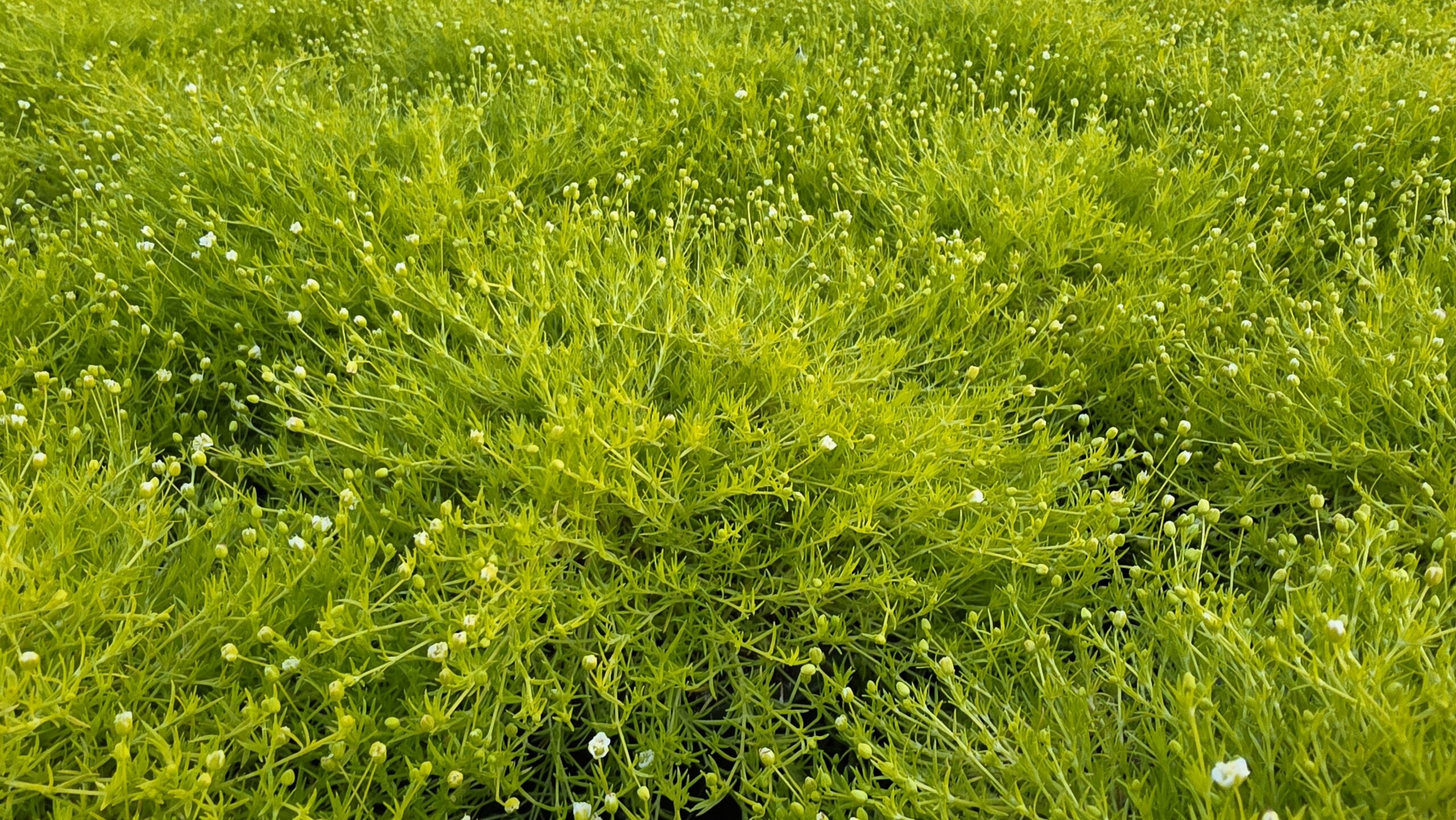 Sagina subulata - Karmnik ościsty Lime Moss