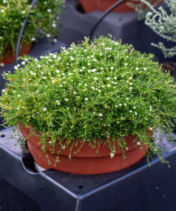Alternative view of Sagina subulata - Karmnik ościsty Green Moss