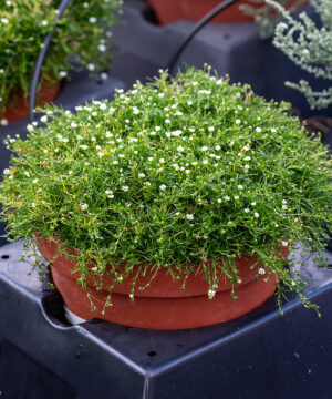 Alternative view of Sagina subulata - Karmnik ościsty Green Moss